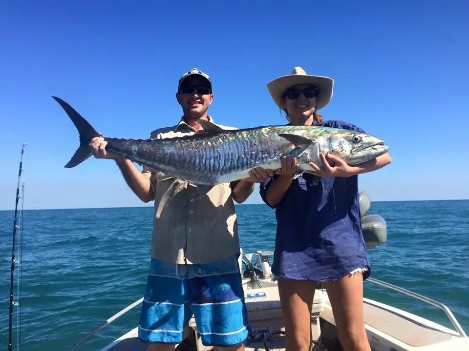 Mackerel off Dundee